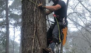 A-A Tree Service