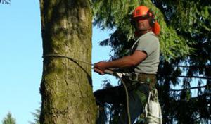 Fraser Valley Tree Service