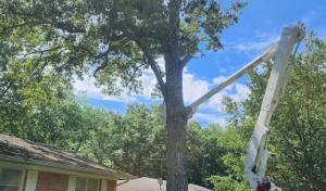 Davis tree service