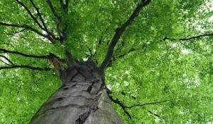 Arbor Smith Tree Service