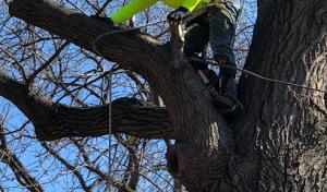 AAA Tree Care Landscaping