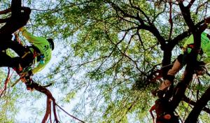 Tree Services Tucson AZ by Brijer Resources