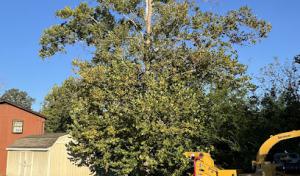 Gonzalez Tree Service