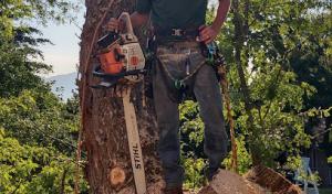 Montana TreeMasters