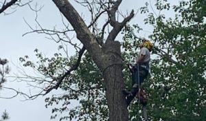 Quality Tree Services