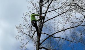 A Lau Tree Service