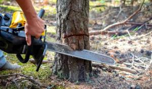 Twilight Tree & Landscapes