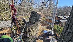 Harness Tree Solutions