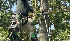 Jose’s Landscaping