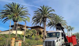 Jorge Salinas Tree Service