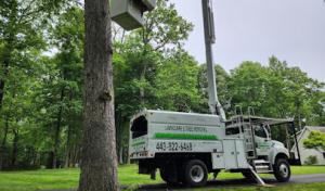 Lawncare & Trees Removal