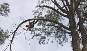 A Better Tree Company