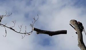 Advantage Tree Service