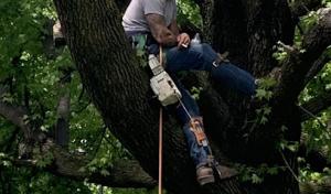 Weaver Tree Service
