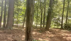 Cost-Low Tree Service