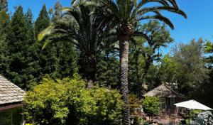 Sweet Fellers Tree Care