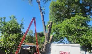 Above It All Tree Care