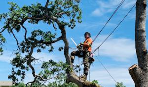 Expert Tree Cutting