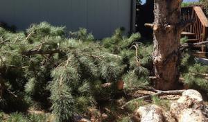 Expert Tree & Yard Service