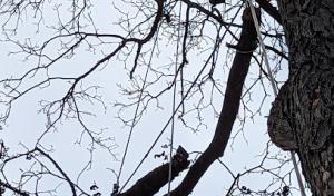 Earthworks Tree & Garden