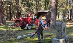 Tipline Tree Service