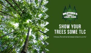 Brother's Tree Care