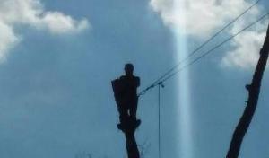 Milleson Tree Service