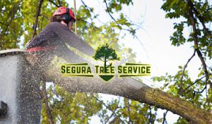 Segura Tree Service - Tree Trimming in Santa Barbara