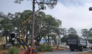 Schnelloggers Tree Service & Removal