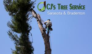 CJ's Tree Service - Sarasota Tree Service
