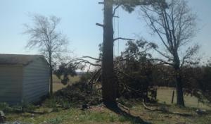 Entire Tree Services