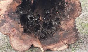 Northshore Tree Specialist