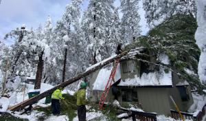 Sindelar Tree Service