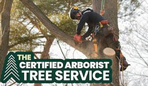 The Certified Arborist Tree Service