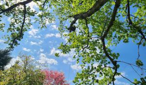 Spruce River Tree Service