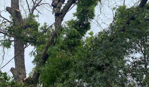 Stephenville Tree Service