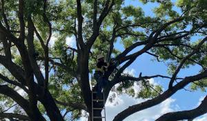 Elian's Tree Service