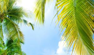 Tree Monkey Tree Trimming AZ