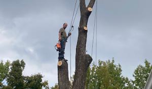LOWERY tree services