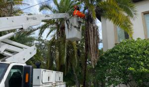 H&M Tree Service