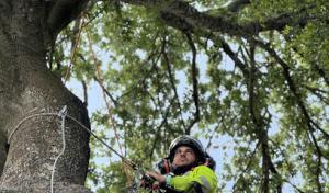 Winter Garden Tree Care