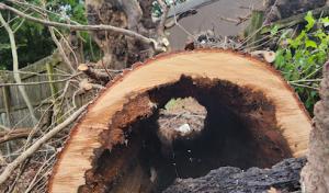 Carpenter Tree Services