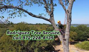 Rodriguez Tree Service