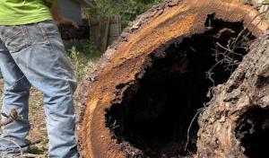 Treehugger Tree Service