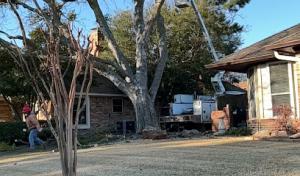 red monkeys tree service