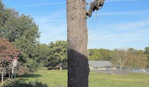 Prestige Tree Experts