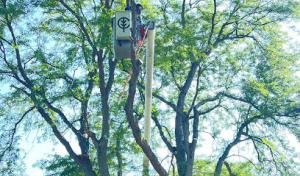 Chino's Tree Care & Landscaping