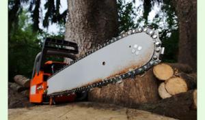 Oakland Tree Service