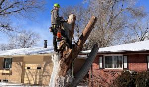 Ice Tree Service