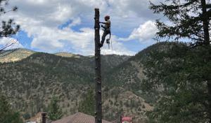 Shady Grove Tree Care